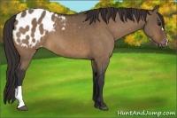 Horse Color:Brown Dun Appaloosa Brindle 