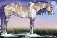Horse Color:Watercolor White Spotted Buckskin Onyx