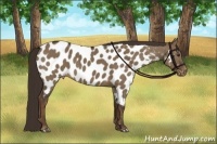 Horse Color:Liver Red Dun Appaloosa Brindle