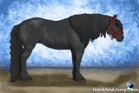 Horse Color:Black 