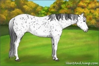 Horse Color:White Spotted Blue Roan Splash Frame Appaloosa