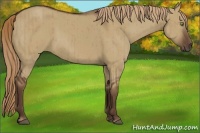 Horse Color:Liver Red Dun Brindle 