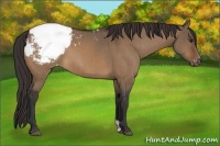 Horse Color:Bay Dun Snowcap Brindle 
