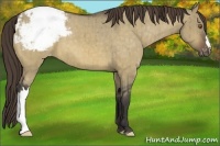 Horse Color:Buckskin Dun Appaloosa Brindle