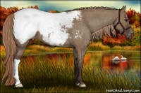 Horse Color:Liver Red Dun Appaloosa Brindle 