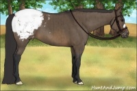 Horse Color:Brown Dun Appaloosa Brindle 