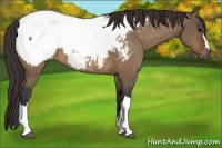 Horse Color:Bay Dun Snowcap Brindle