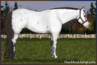 Horse Color:Brown Dun Appaloosa 