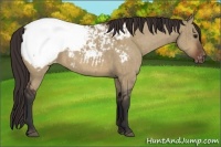 Horse Color:Bay Dun Appaloosa Brindle