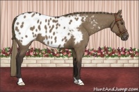 Horse Color:Liver Red Dun Appaloosa 