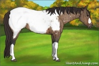 Horse Color:Bay Dun Snowcap Brindle 