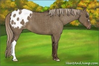 Horse Color:Liver Red Dun Appaloosa Brindle
