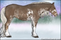 Horse Color:Liver Chestnut Sabino Rabicano 