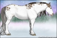 Horse Color:Liver Red Dun Sabino Rabicano 