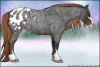 Horse Color:Liver Red Roan Sabino Blanket Rabicano 