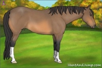 Horse Color:Buckskin Roan 