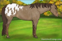 Horse Color:Liver Red Dun Appaloosa Rabicano Brindle