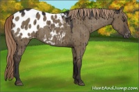 Horse Color:Liver Red Dun Appaloosa