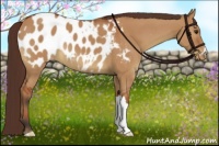 Horse Color:Bay Dun Appaloosa 