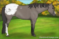 Horse Color:Grullo Appaloosa 