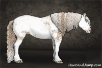 Horse Color:Chestnut Ice Pearl Sabino 