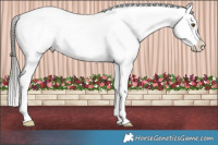 Horse Color:Liver Red Dun Mushroom Appaloosa Brindle 