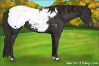 Horse Color:Liver Chestnut Appaloosa 