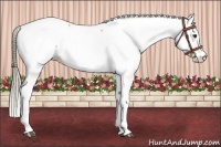 Horse Color:Liver Red Dun Appaloosa 