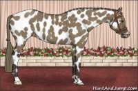 Horse Color:Liver Red Dun Mushroom Near Leopard Brindle 