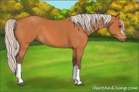 Horse Color:Silver Bay