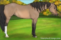 Horse Color:Bay Dun 