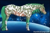 Horse Color:Watercolor Bay Appaloosa 