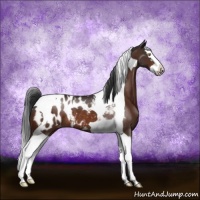 Horse Color:Brown Sabino Splash Tobiano Appaloosa Rabicano 