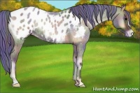 Horse Color:Painted Nacre Blue Onyx Roan Appaloosa 