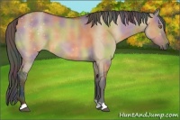 Horse Color:Nacre Bay Dun