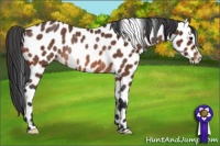 Horse Color:Bay Appaloosa Rabicano 