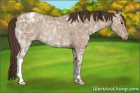 Horse Color:Classic Champagne Ice Appaloosa Rabicano 