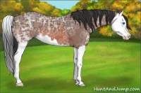 Horse Color:Bay Ice Roan Splash 