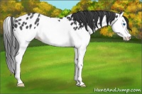 Horse Color:Black Splash Appaloosa Rabicano 