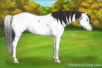Horse Color:Bay Splash Near Fewspot Rabicano 