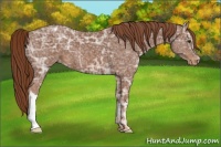 Horse Color:Chestnut Ice Appaloosa 