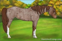 Horse Color:Red Roan Appaloosa 