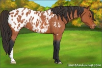 Horse Color:Bay Roan Appaloosa 