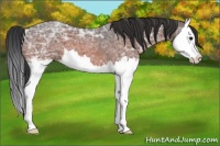 Horse Color:Bay Ice Roan Splash 