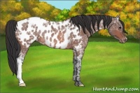 Horse Color:Bay Ice Appaloosa Rabicano 