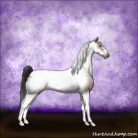 Horse Color:Brown Dun Tobiano Frame Appaloosa Brindle 