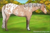 Horse Color:White Spotted Silver Buckskin Roan Appaloosa