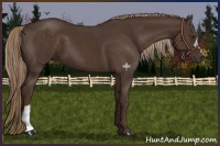 Horse Color:Liver Chestnut 