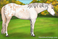 Horse Color:Gray Watercolor Chestnut Sabino Appaloosa 