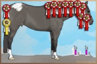 Horse Color:Grullo Appaloosa 